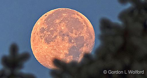 Moon Beyond Pine Tree At Sunrise_DSCF4587.jpg - Photographed at Smiths Falls, Ontario, Canada.